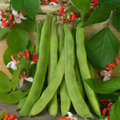Picture of Runner Bean Painted Lady